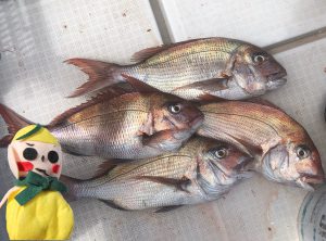 真鯛！！