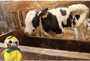 🐄仔牛🐄