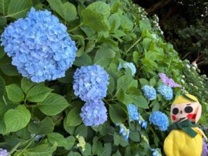 ☀紫陽花☀